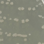 Colony morphology