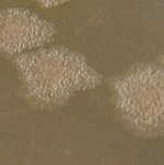 Colony morphology
