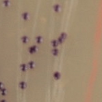 Colony morphology