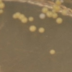 Colony morphology