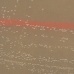 Colony morphology