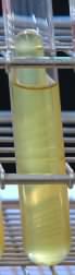 Lactose fermentation broth