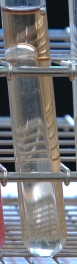 Nitrate broth reaction